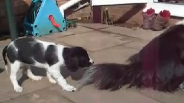 Puppy pulls tail