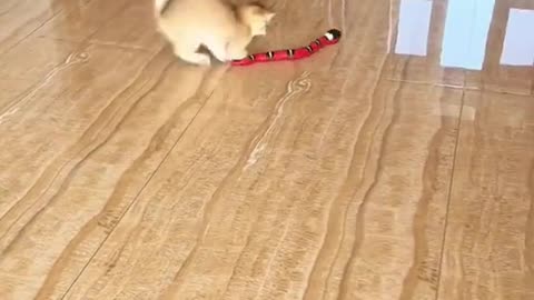 Playtime! credit -