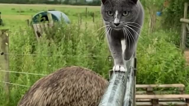 Cat Funny Videos