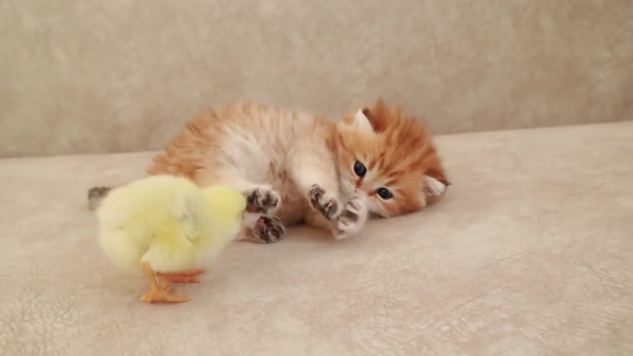 Fluffy orange meets with the yolk 🐥