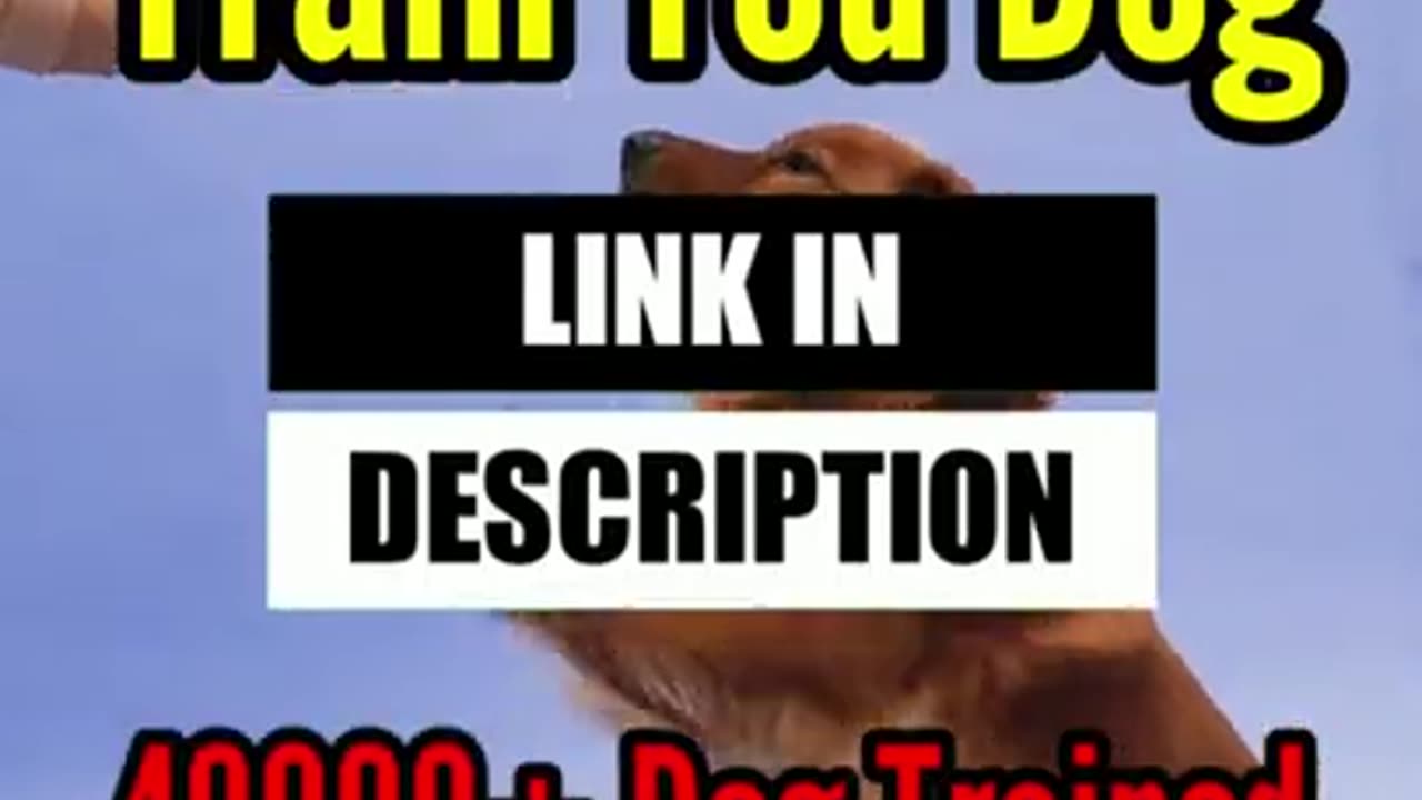 Funny dog video