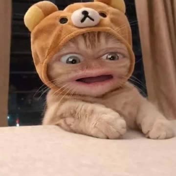 Baby cat goes poo poo