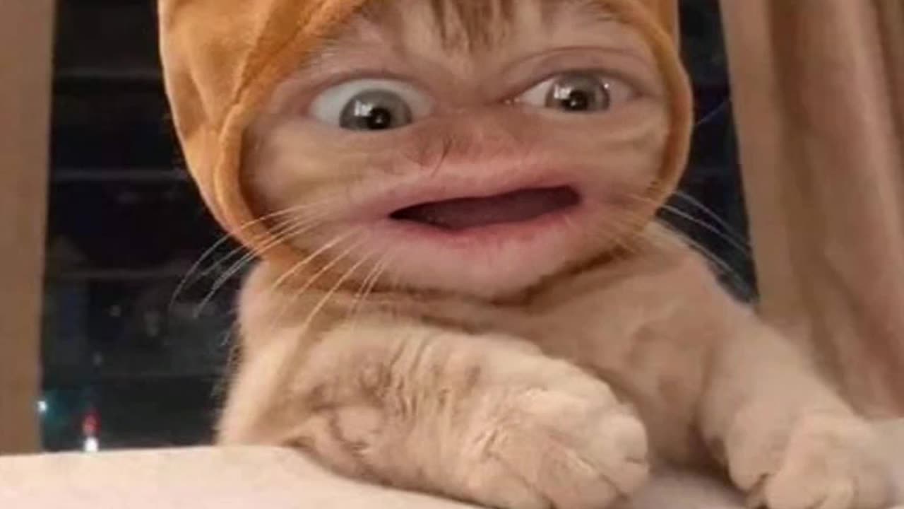 Baby cat goes poo poo
