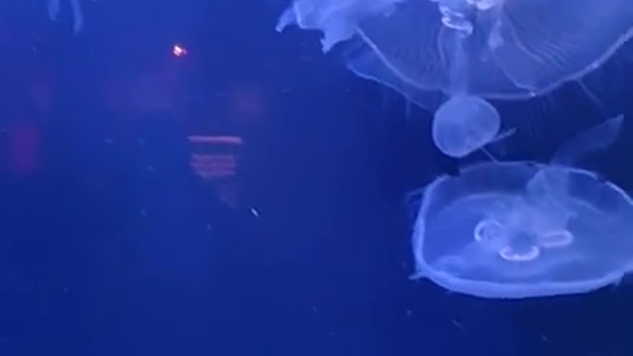 Beautiful sea creatures