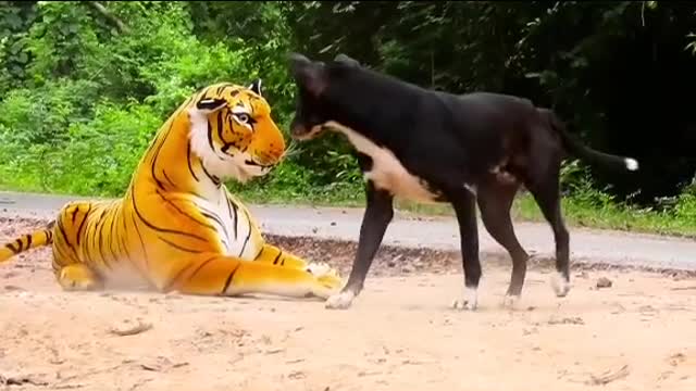 Cachorro assusta com tigre