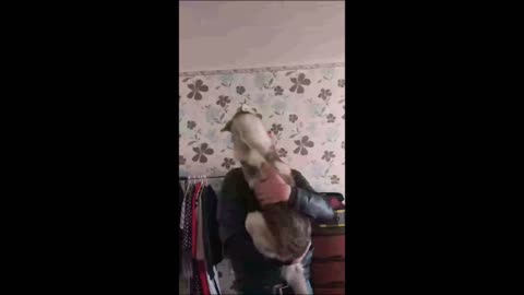 Husky attacked a Man! be careful it's very cute!