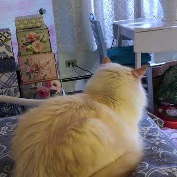 Kitty Watching TV - Oh, the Suspense!!