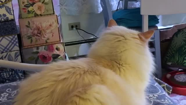 Kitty Watching TV - Oh, the Suspense!!
