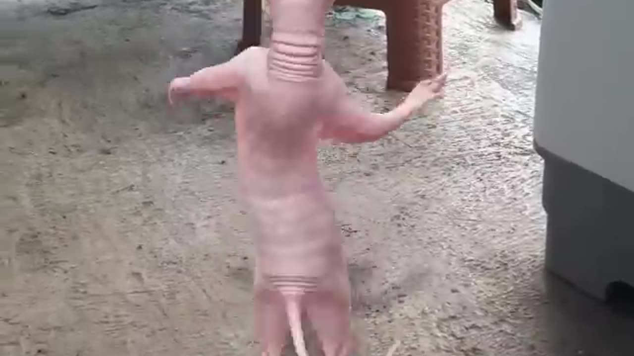 Funny cat