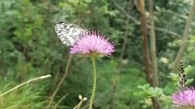 Lovely butterfly on a flower