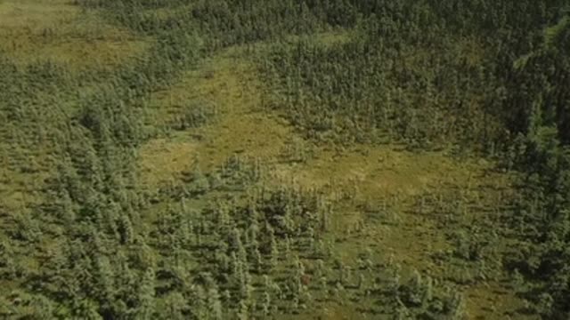 A group of trees from the top