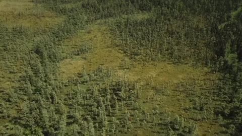 A group of trees from the top