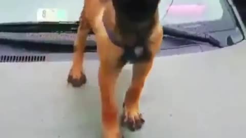 A dog chatting with its owner on the front of the car