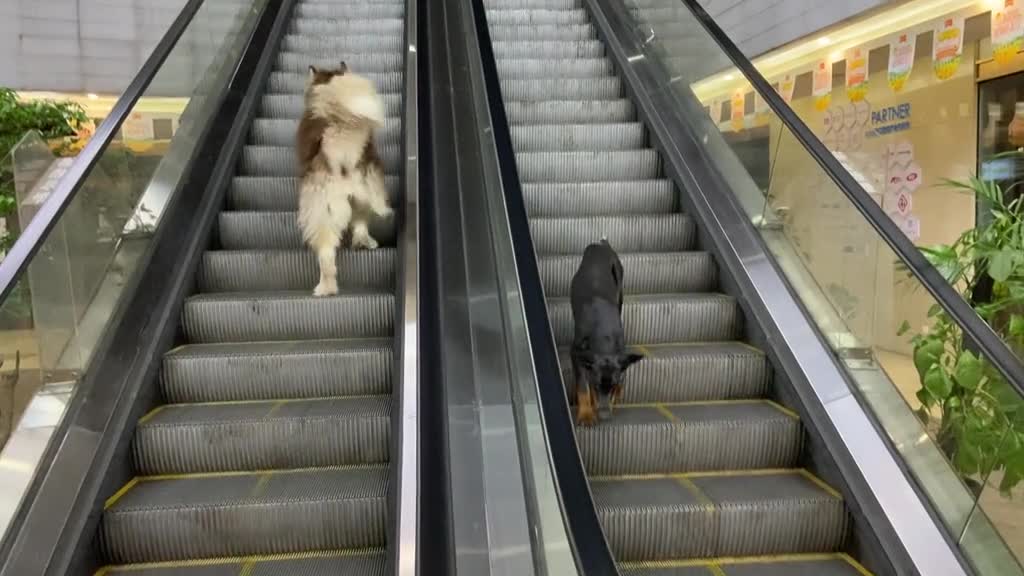 Two dogs on an elevator