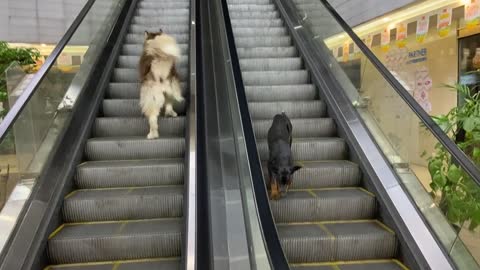 Two dogs on an elevator