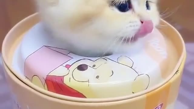 #fyp #animals #cat #kitty #cute