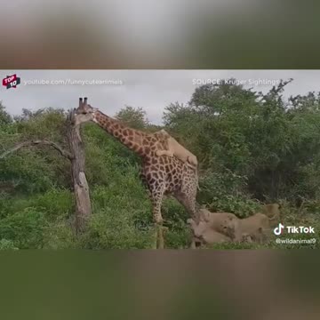 WILD ANIMALS HUNTING PREY COMPILATION
