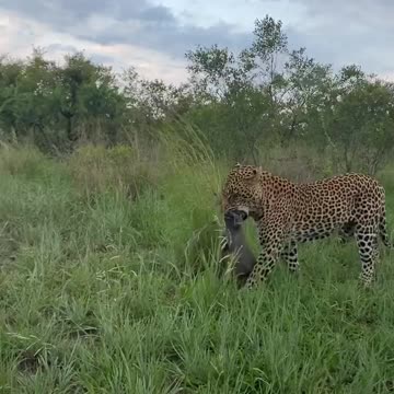 Lion Tiger Fails To Catch Gazelle In Epic Safari Footage
