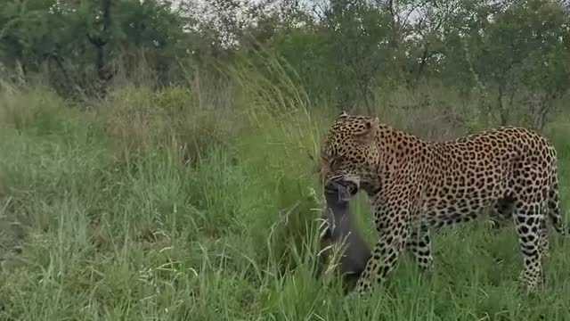 Lion Tiger Fails To Catch Gazelle In Epic Safari Footage