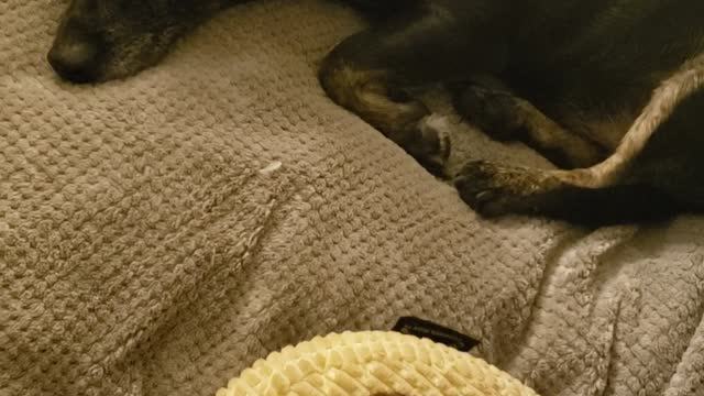 Rules for dogs and mankind