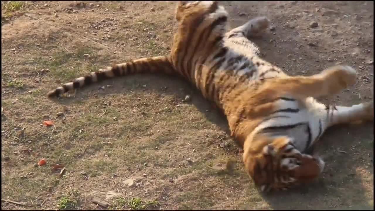 Little tiger or big cat