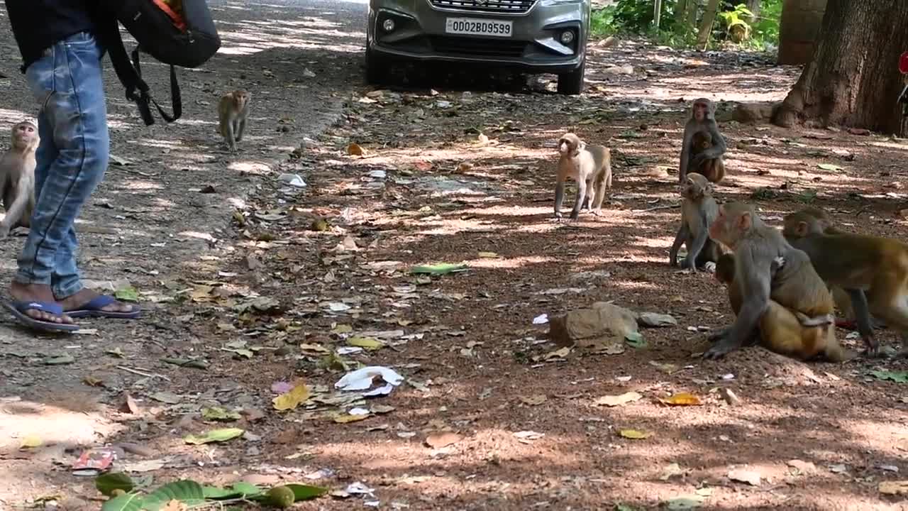 Monkey Angry Sound Eating banana