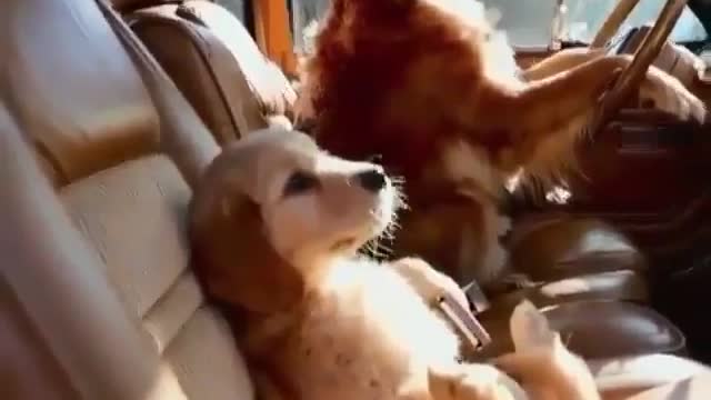OMG Dog and Puppie Drive a Car