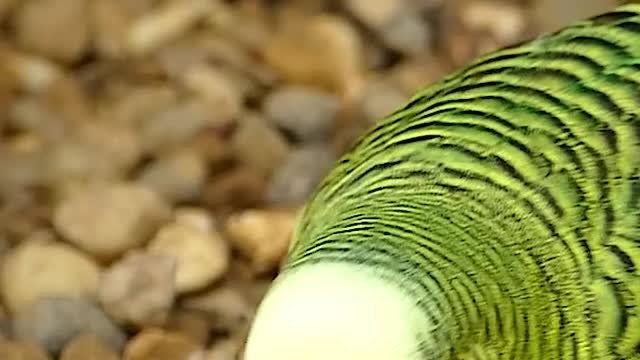 Blue beak parakeet pecking seeds among the pebbles