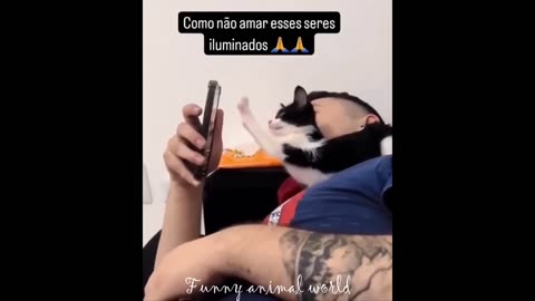 Funny cats video 2024 | meme | cats | tiktok