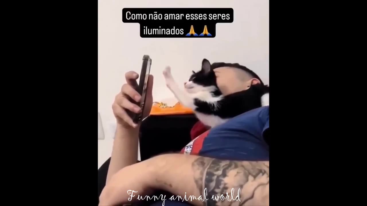 Funny cats video 2024 | meme | cats | tiktok