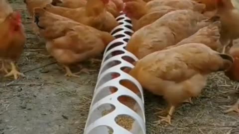 Hens fed , thousand or hens , funny animals