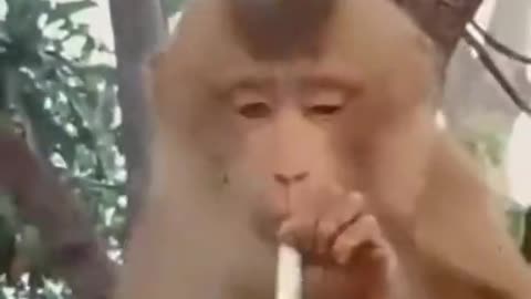 Sad monkey smoking