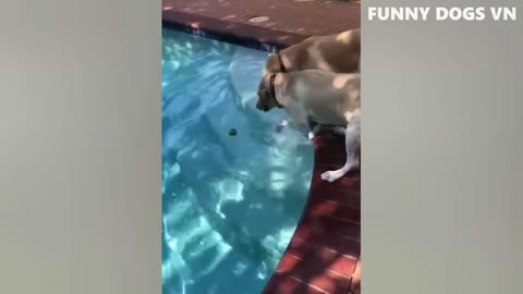Animal Kingdom Comedy: The Best of Funny Animal Clips