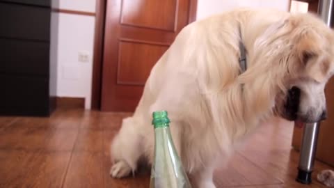 Funny Dog vs Bottle Cap Challenge Compilation