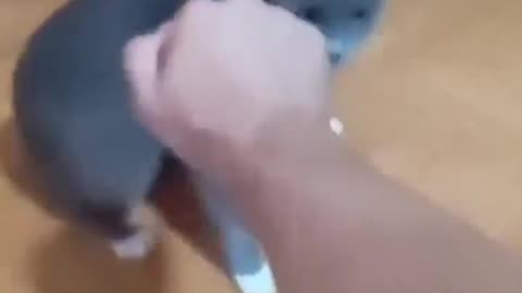 Kitty Kung Fu