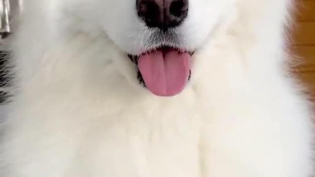 cute puppy dog video 😍| #shorts