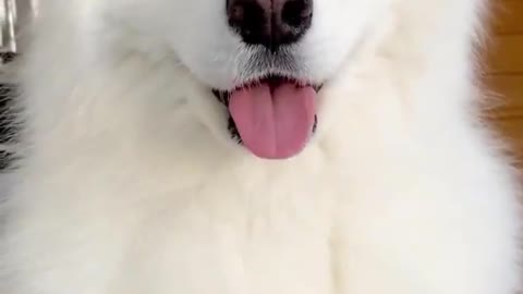 cute puppy dog video 😍| #shorts