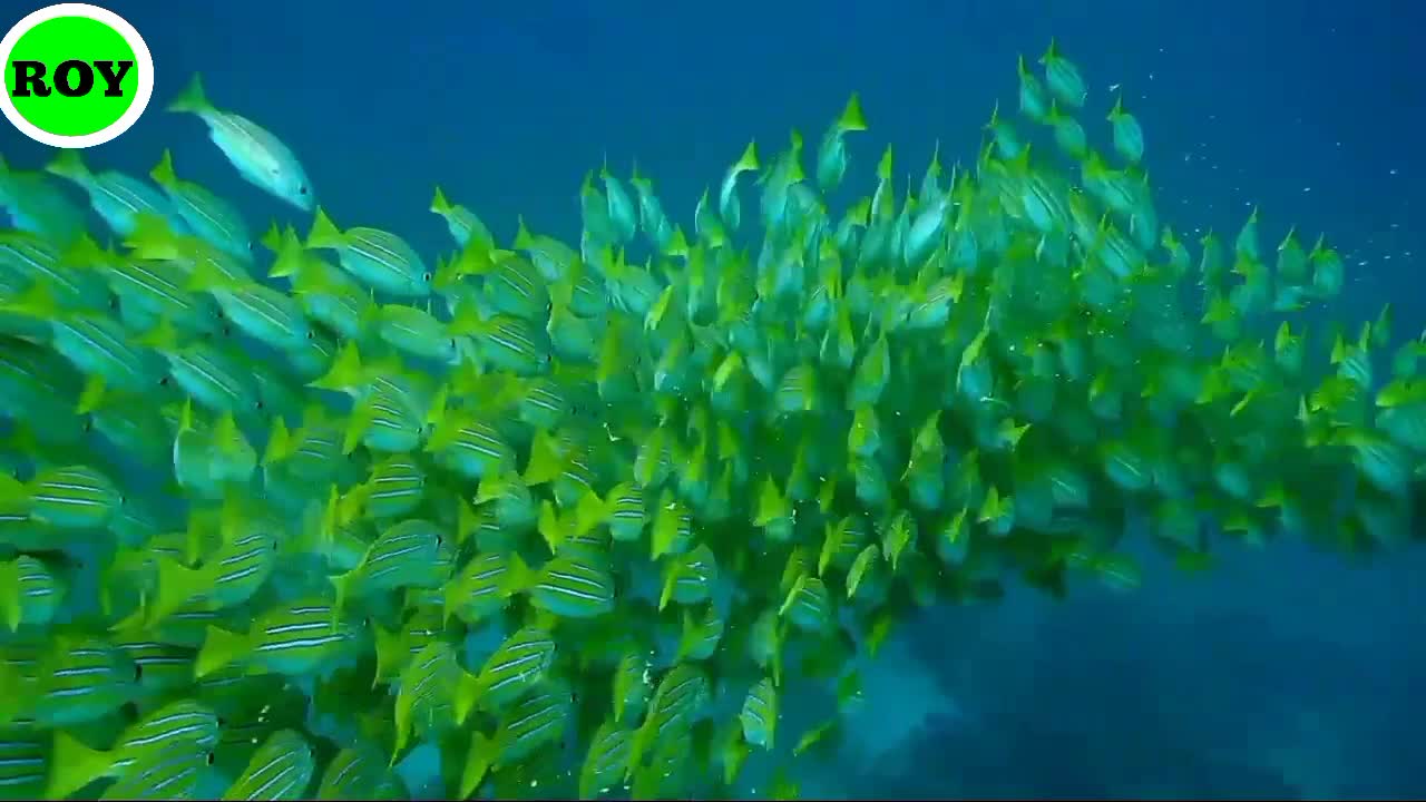 Interesting green fish Video