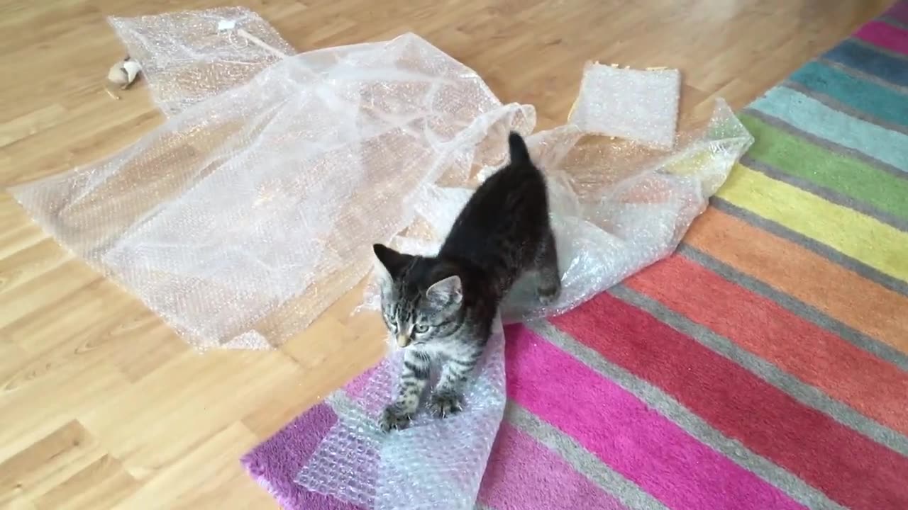 lilly the kitten playing in bubble worp kitten video mp4.