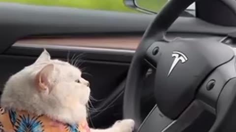 “OMG” cat driving tesla litterly