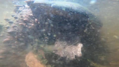 Turtles Mating