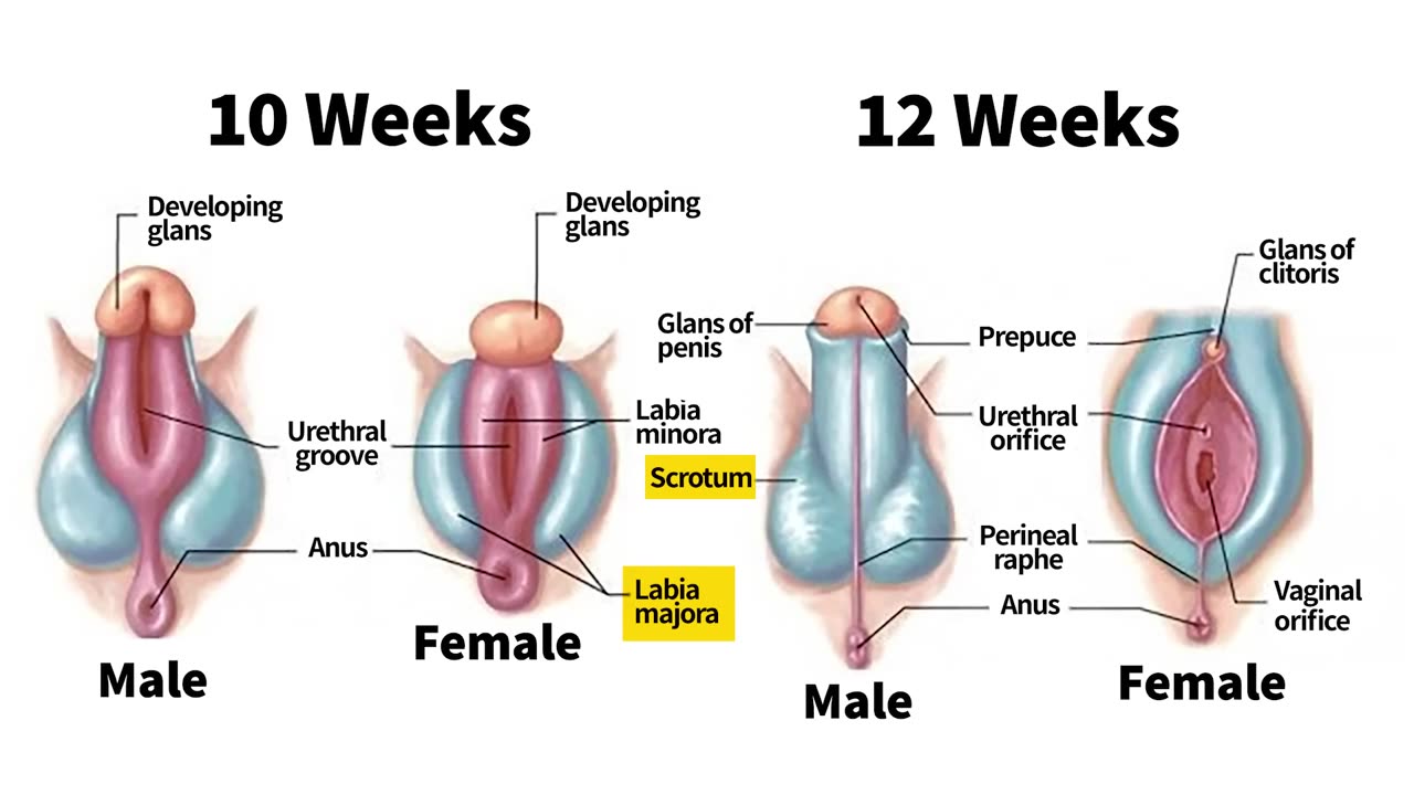 What exactly is the G-spot? (it's real!) | Everything you need to know about Female Sexual Anatomy