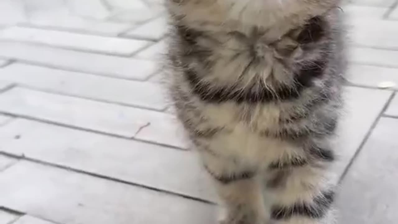 Melodious Whiskers: The Musical Meows of a Playful Kitten"