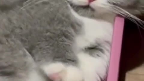 Fannu cat video 🐱🐈 | Try not to laugh 😂 | Cat videos | new funny cat videos