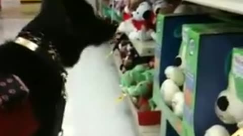 Fiona toy concerto part 3