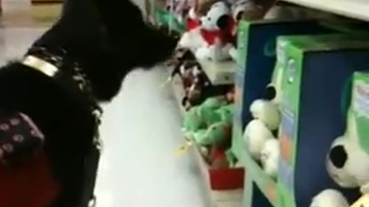 Fiona toy concerto part 3