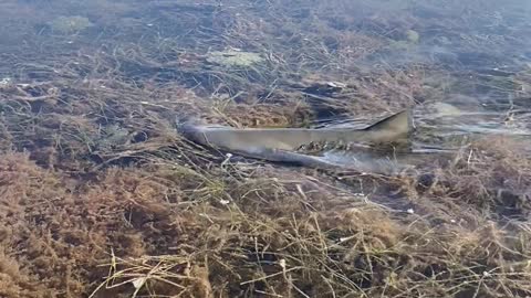 Paddleboarding Close to a Shark During Low Tide