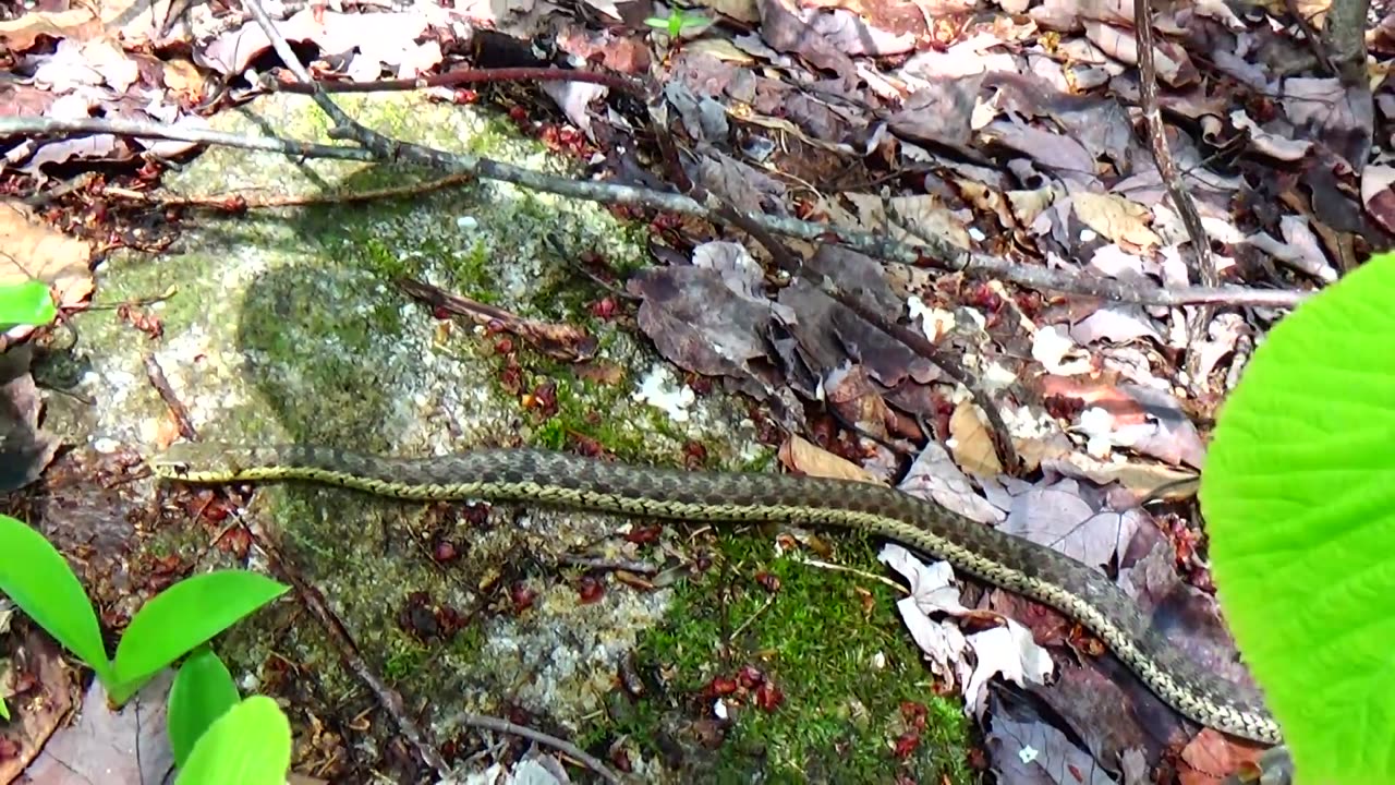 Garter Snake