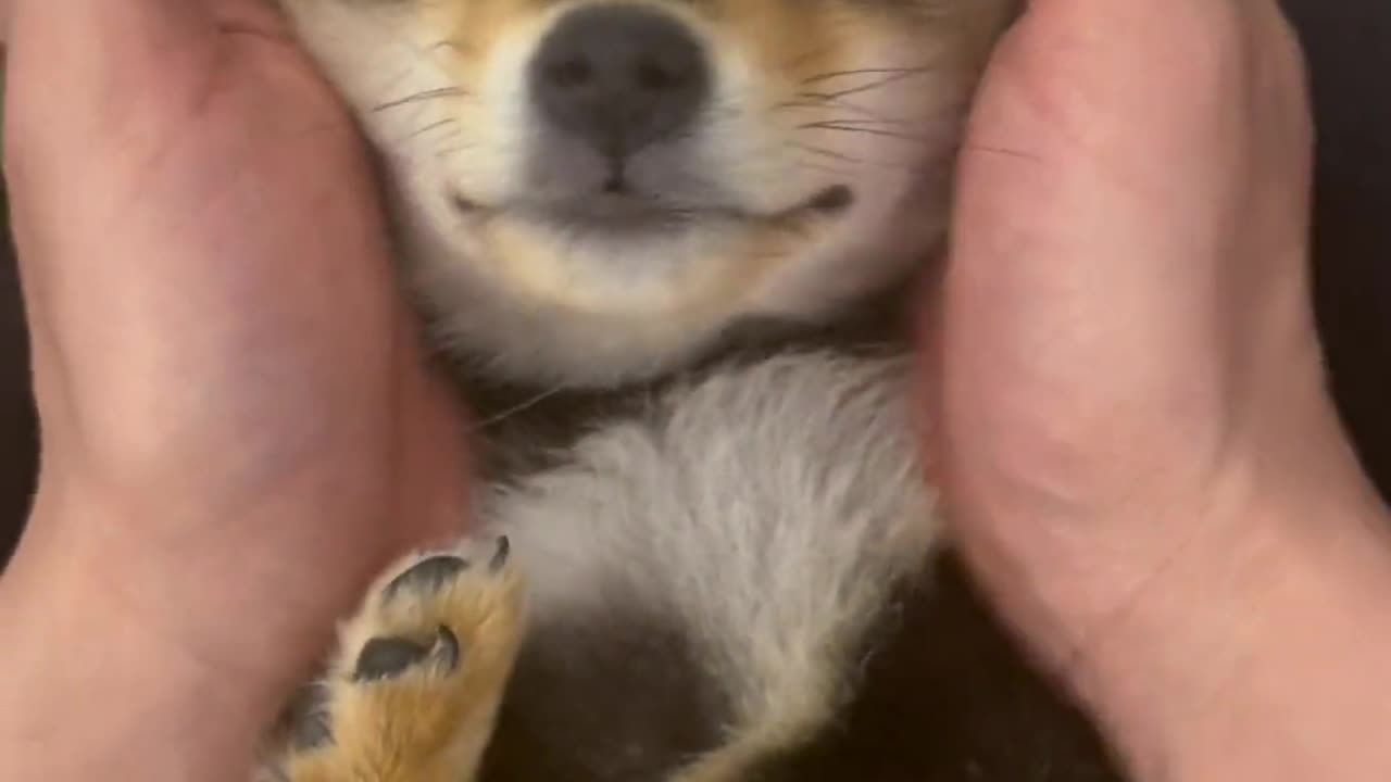 Does your dog smile even when it's asleep?