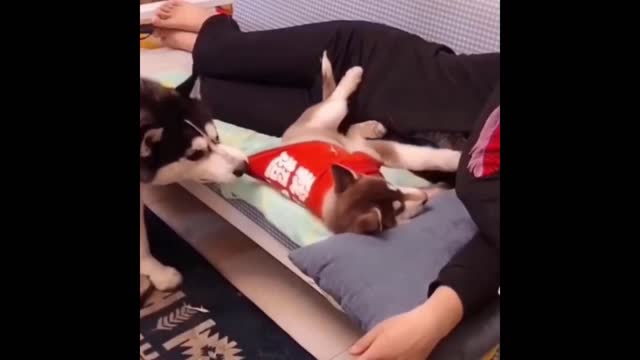 Husky take down his rival and get in his throne